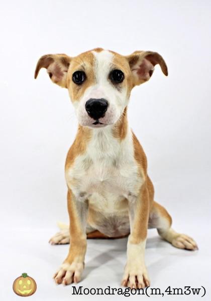 Enlarge Moondragon, a Adoptable mixed breed in Morton Grove, IL image 2/2