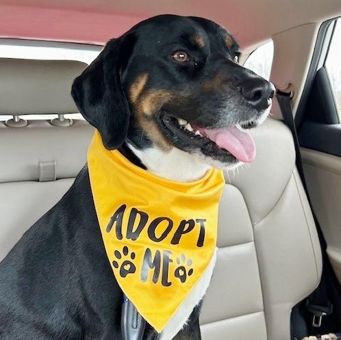Enlarge Guffy, a ADOPTABLE mixed breed in Traverse City, MI image 1/4