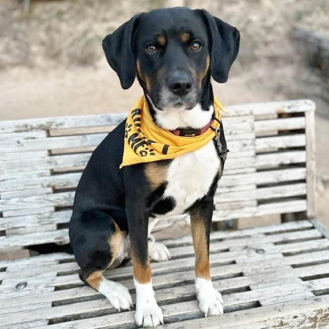 Enlarge Guffy, a ADOPTABLE mixed breed in Traverse City, MI image 3/4
