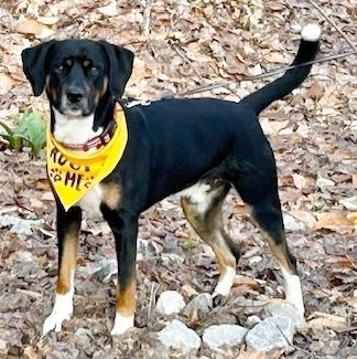 Enlarge Guffy, a ADOPTABLE mixed breed in Traverse City, MI image 4/4