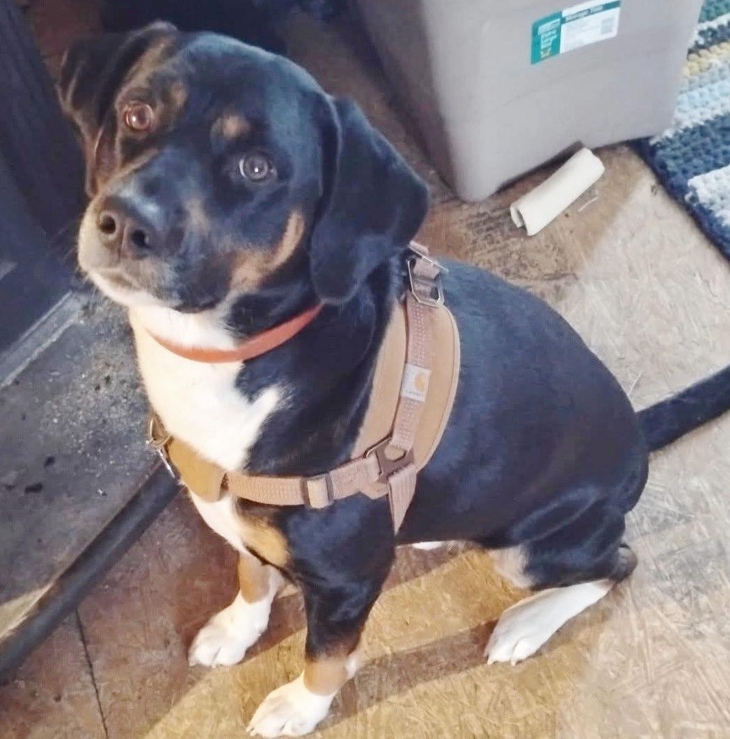 Enlarge Guppy, a ADOPTABLE mixed breed in Traverse City, MI image 1/1