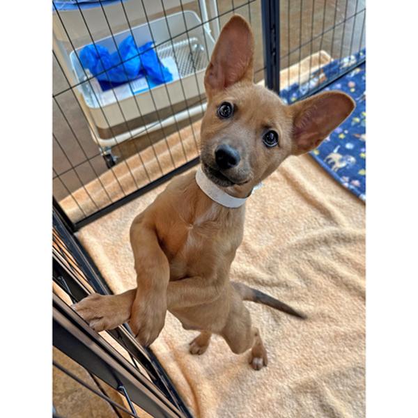 Lucie, Adoptable, Young Female Cattle Dog & Terrier.