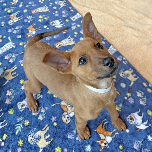 Enlarge Lucie, a Adoptable mixed breed in Walnut Creek, CA image 4/4