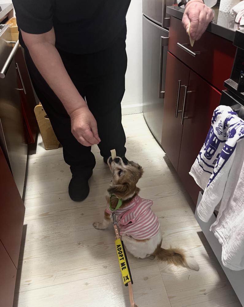Gertie, Adoptable, Senior Female Tibetan Spaniel.