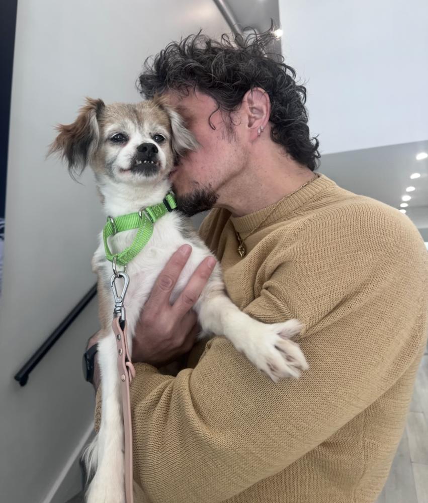 Enlarge Gertie, a Adoptable mixed breed in New York, NY image 2/6