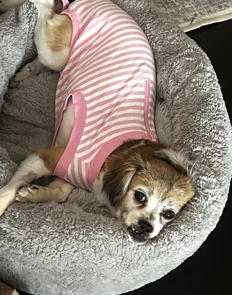 Enlarge Gertie, a Adoptable mixed breed in New York, NY image 3/6