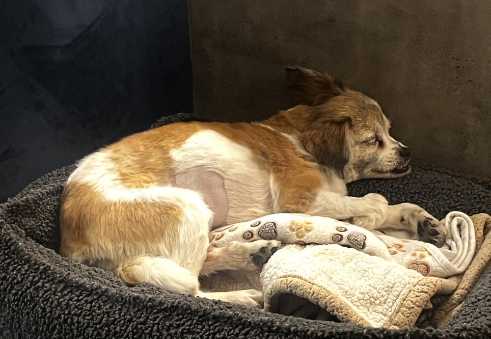 Enlarge Gertie, a Adoptable mixed breed in New York, NY image 4/6