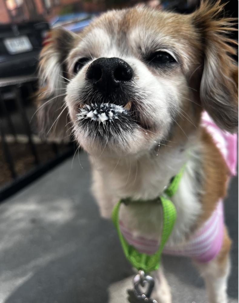 Enlarge Gertie, a Adoptable mixed breed in New York, NY image 6/6