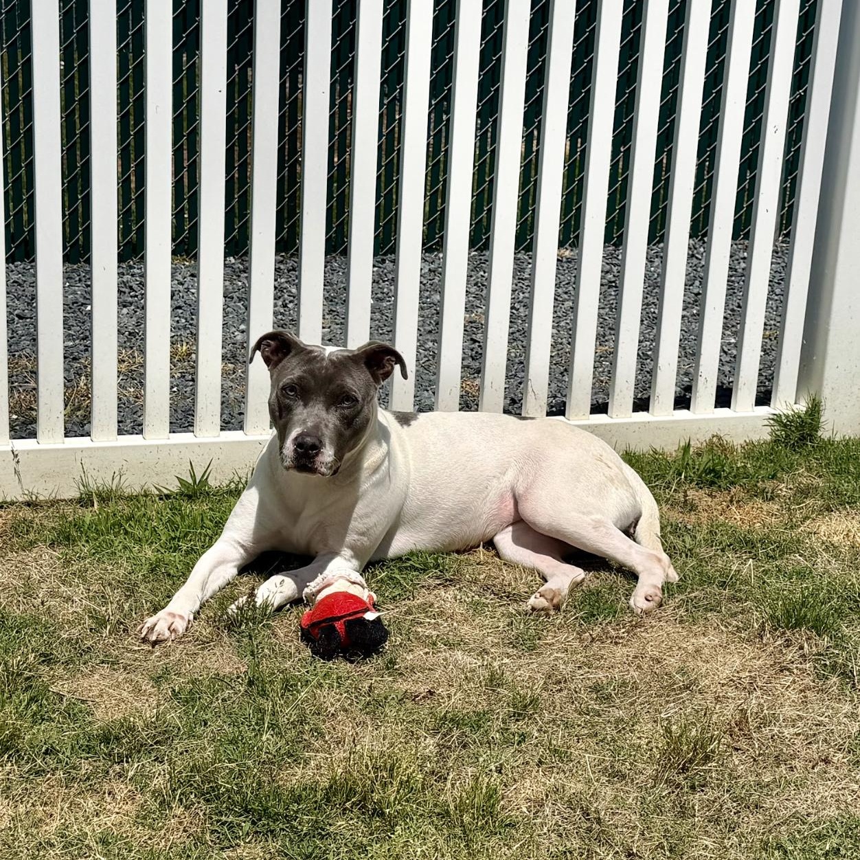 River, adopted, Adult Female Pit Bull Terrier & Hound.