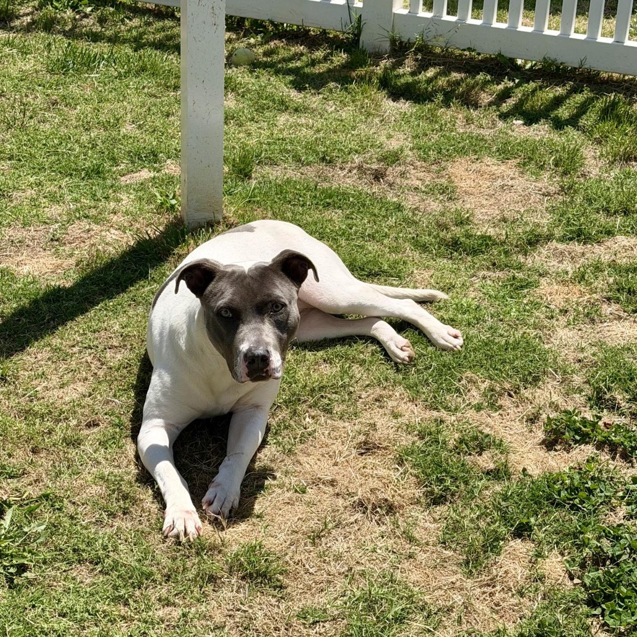 River, an adopted mixed breed in Paramus, NJ image 5/6