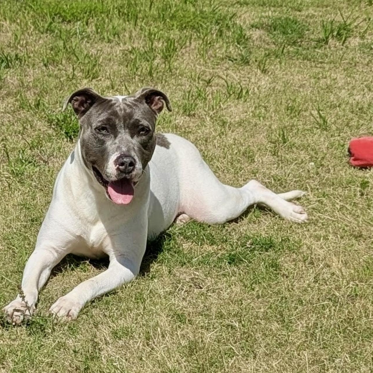 River, an adopted mixed breed in Paramus, NJ image 3/6