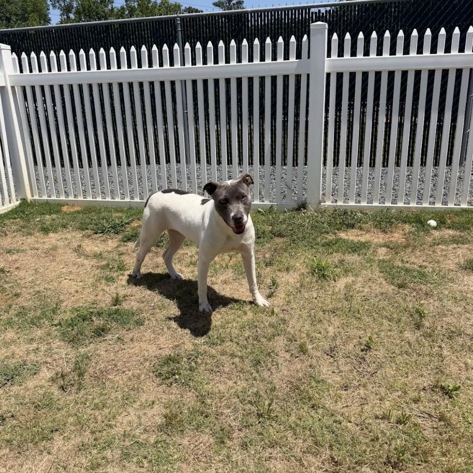 River, an adopted mixed breed in Paramus, NJ image 6/6