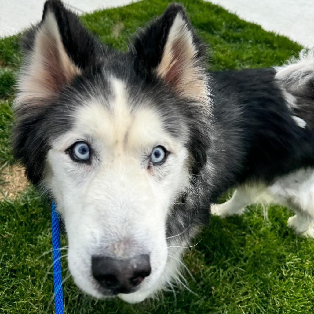 Diesel, Adoptable, Senior Male Siberian Husky.