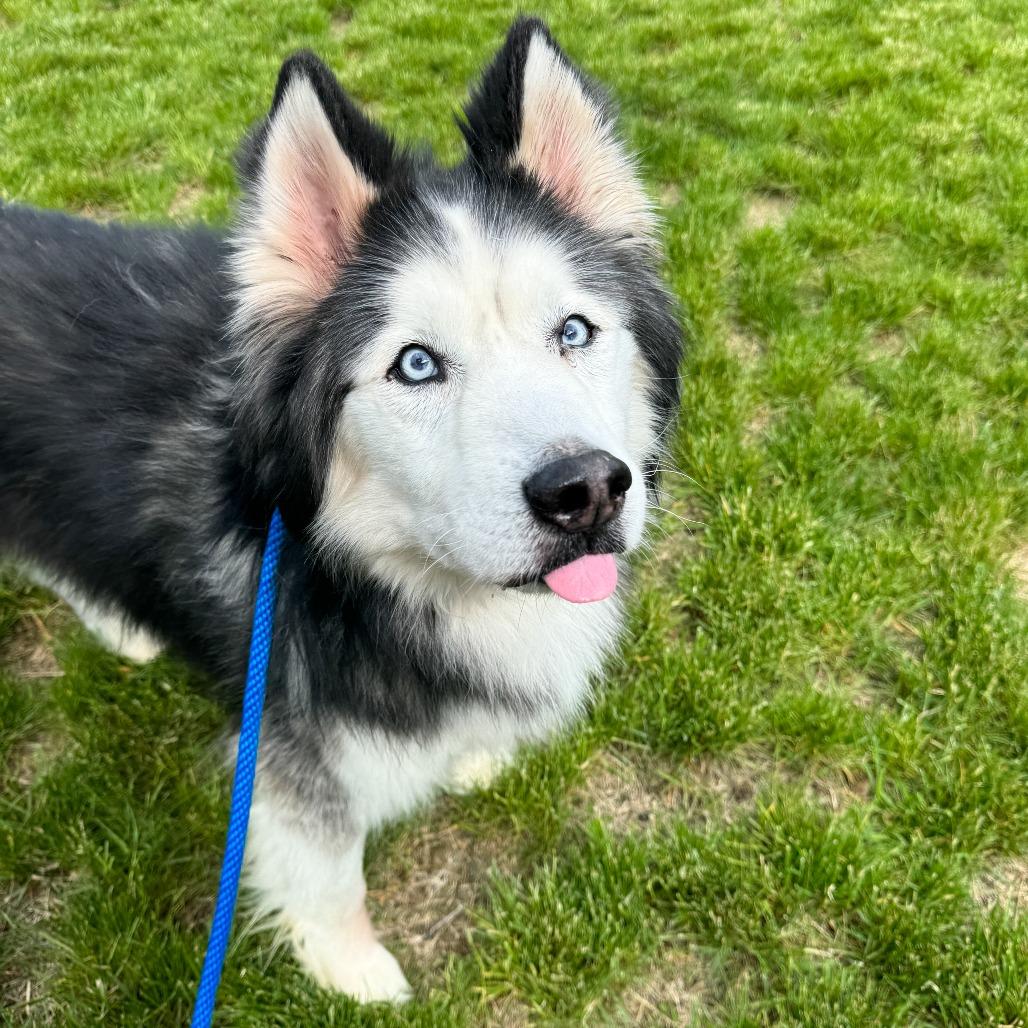 Enlarge Diesel, a Adoptable Siberian Husky in Fort Wayne, IN image 2/6