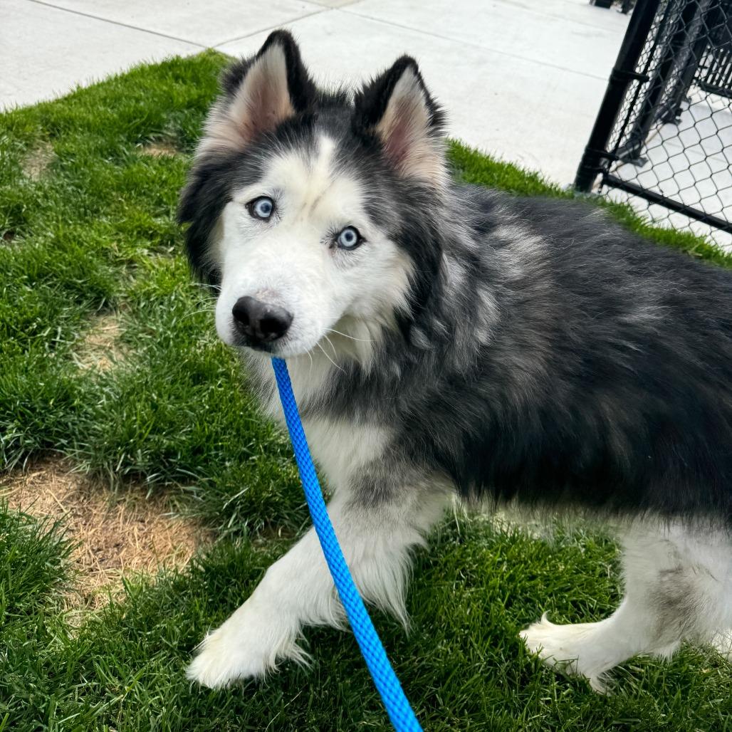 Enlarge Diesel, a Adoptable Siberian Husky in Fort Wayne, IN image 3/6