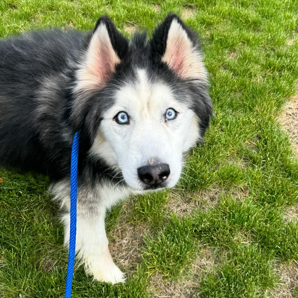 Enlarge Diesel, a Adoptable Siberian Husky in Fort Wayne, IN image 4/6