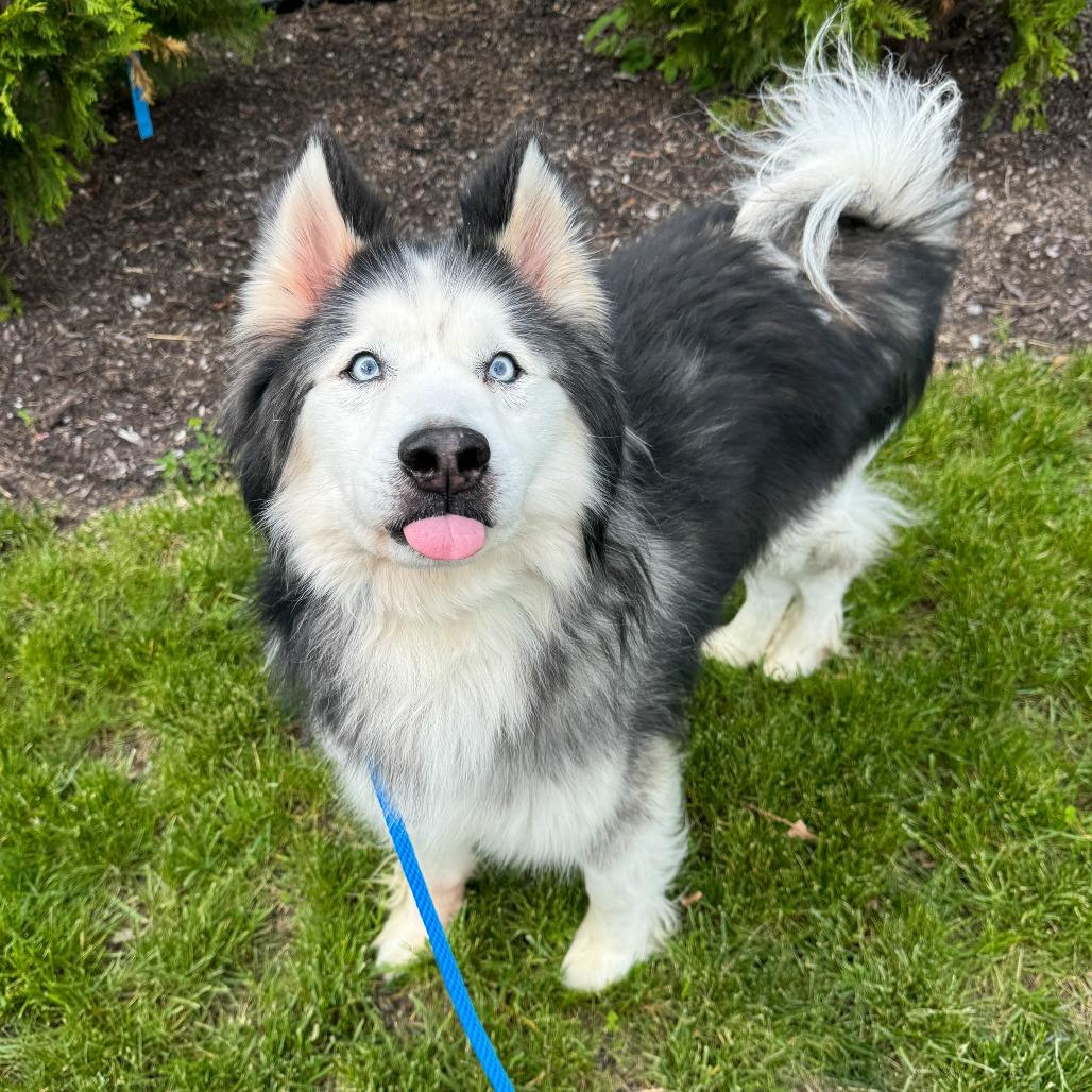 Enlarge Diesel, a Adoptable Siberian Husky in Fort Wayne, IN image 6/6
