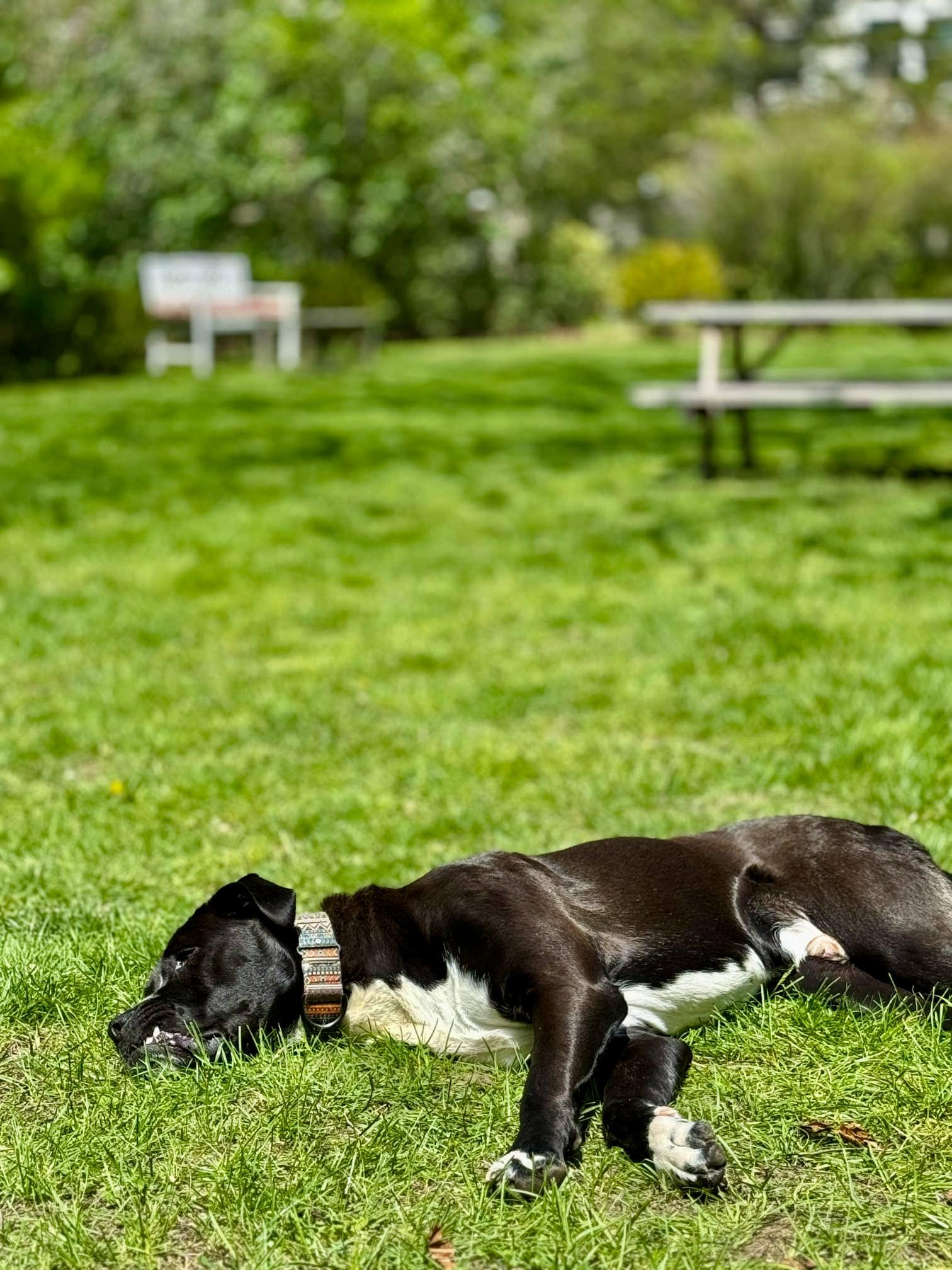 Bailey, a Adoptable mixed breed in Southold, NY image 4/4