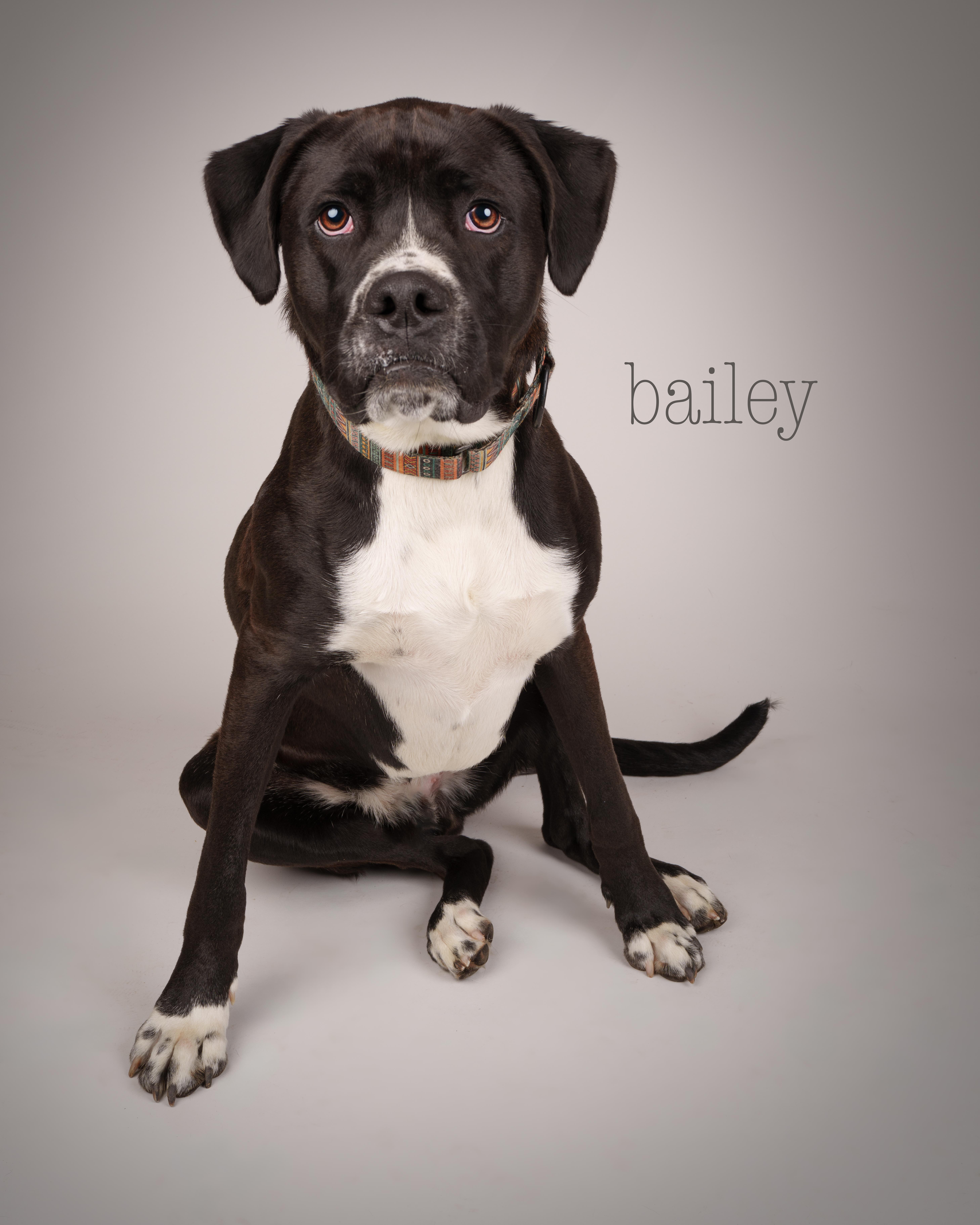 Bailey, Adoptable, Young Male Boxer.