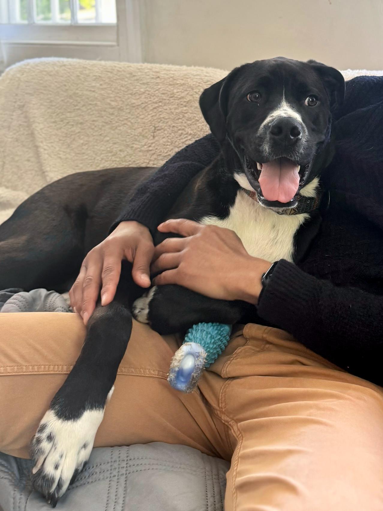 Bailey, a Adoptable mixed breed in Southold, NY image 3/4