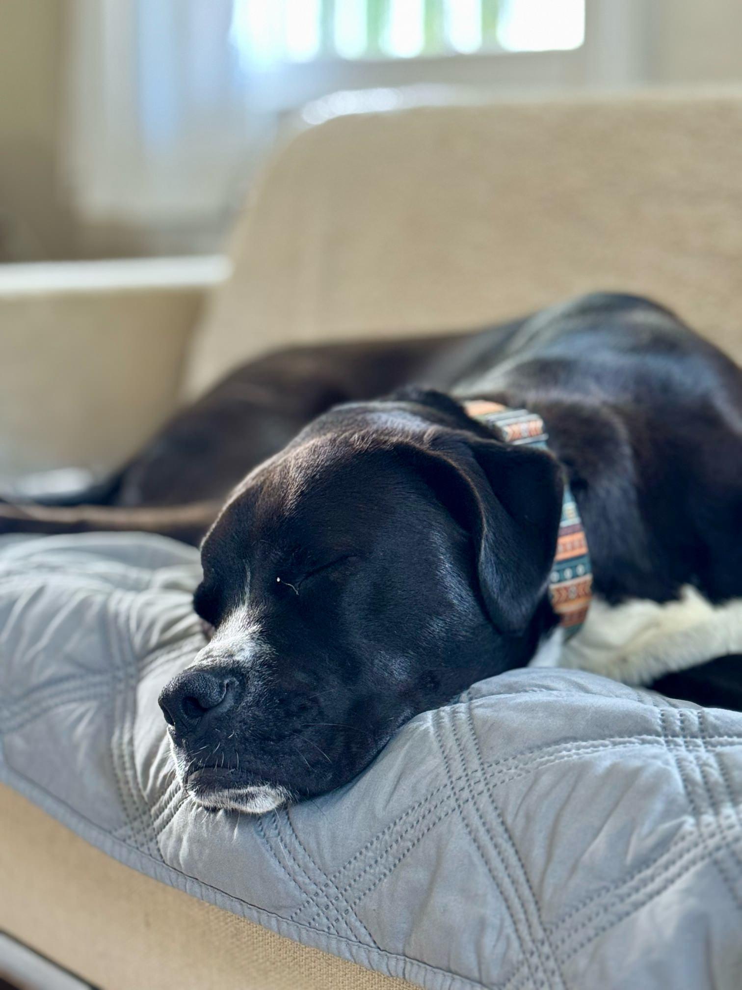 Bailey, a Adoptable mixed breed in Southold, NY image 2/4