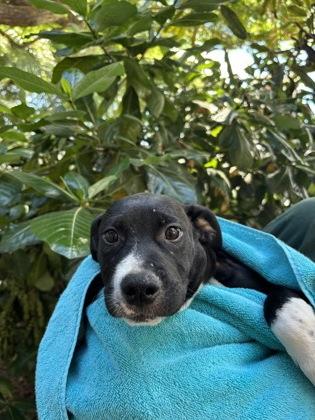 Nino, Adoptable, Puppy Male Pit Bull Terrier & Mixed Breed.