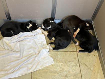 Enlarge Nino, a Adoptable mixed breed in Honolulu, HI image 2/2