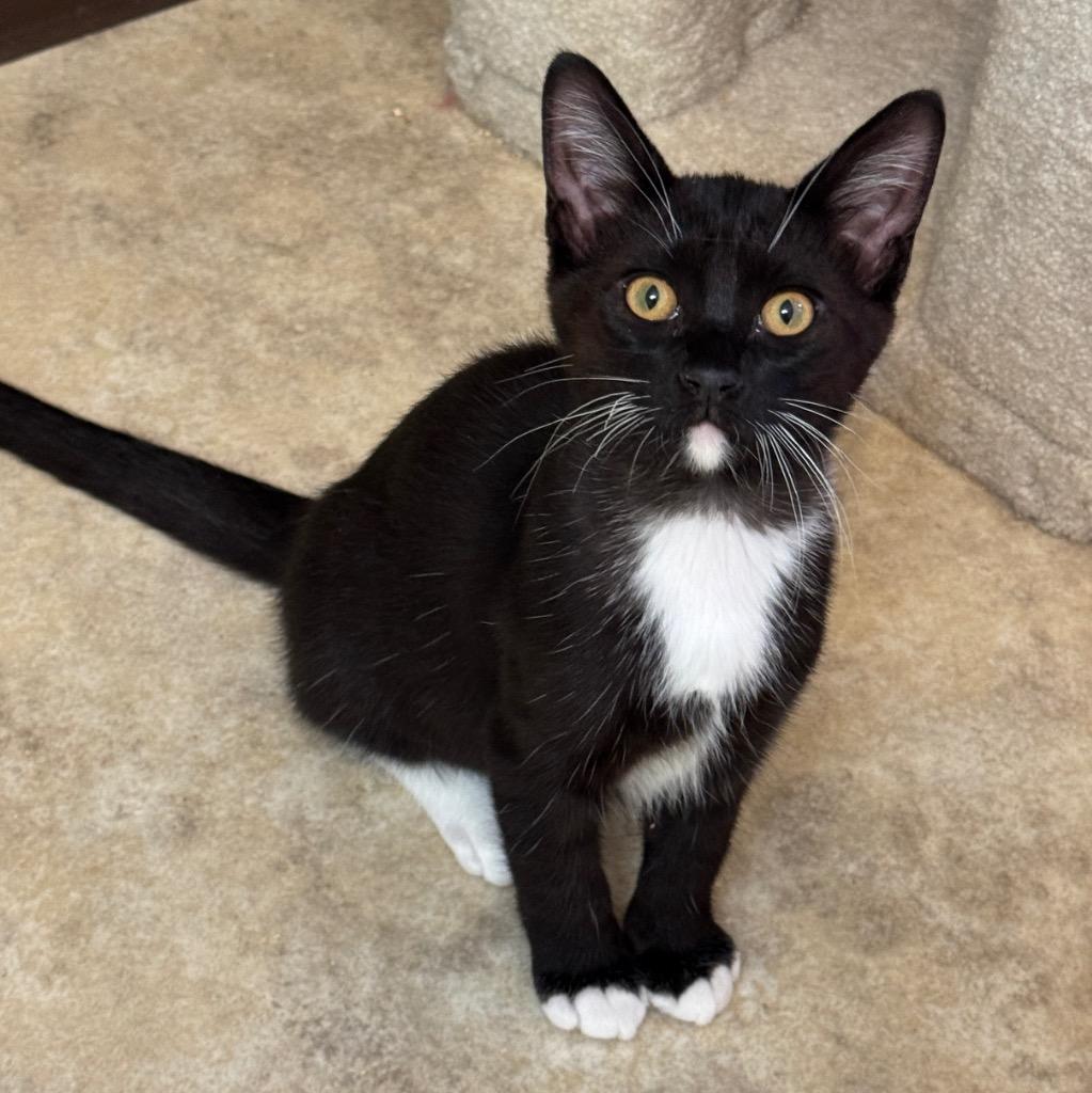 Root Beer Float, Adoptable, Kitten Male Domestic Short Hair.