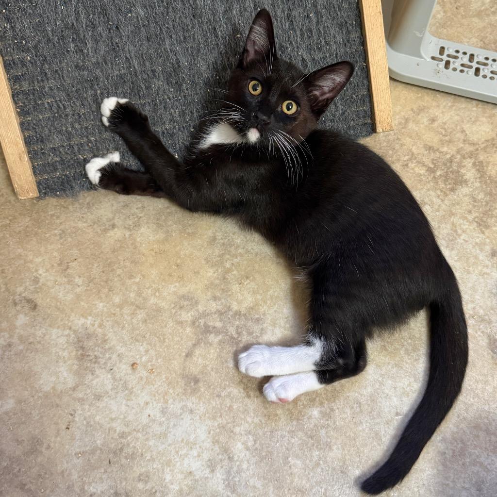 Enlarge Root Beer Float, a Adoptable mixed breed in Cambria, CA image 2/6