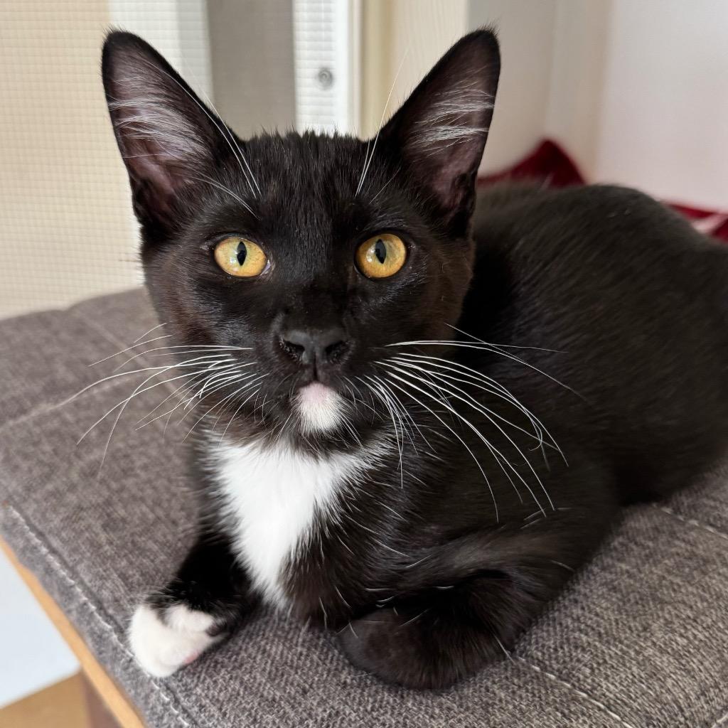 Enlarge Root Beer Float, a Adoptable mixed breed in Cambria, CA image 3/6