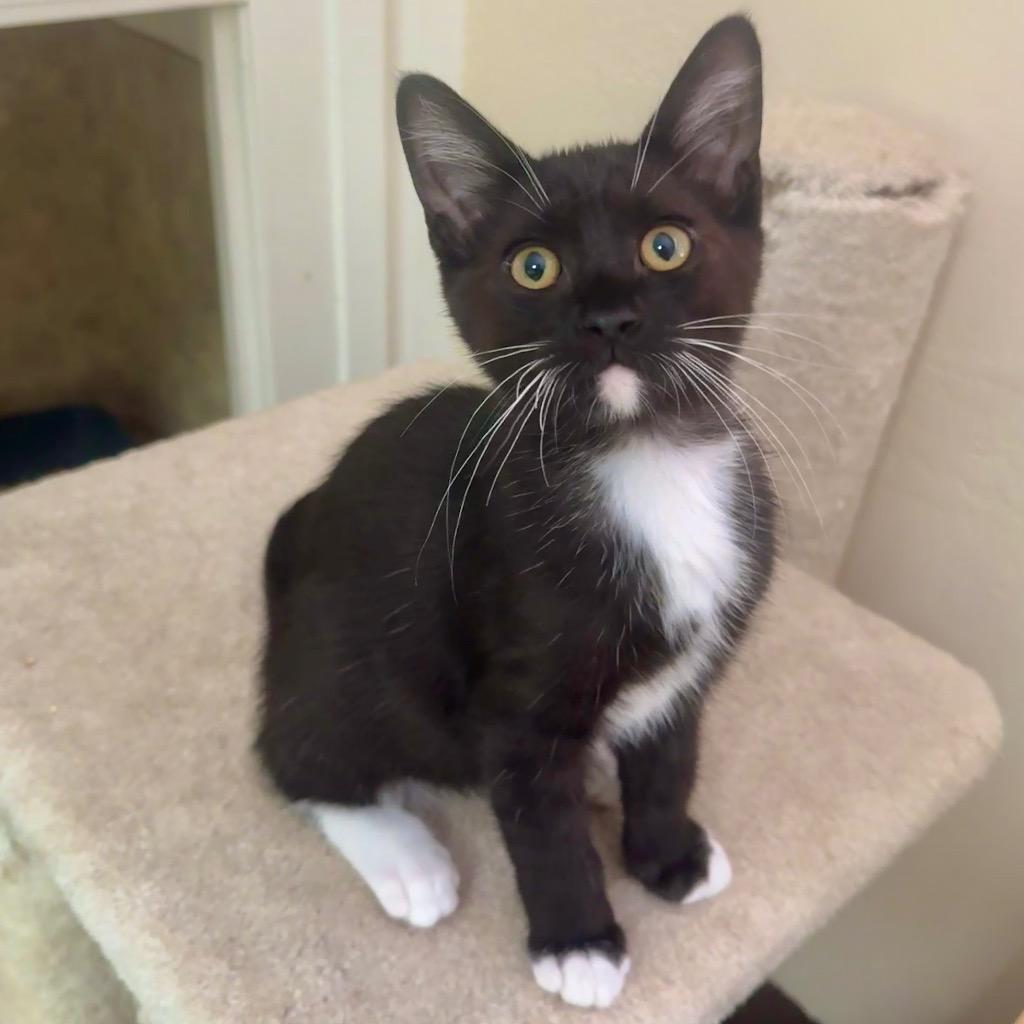 Enlarge Root Beer Float, a Adoptable mixed breed in Cambria, CA image 4/6