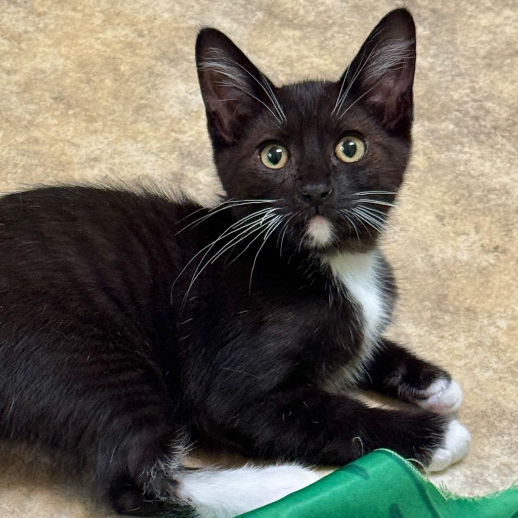 Enlarge Root Beer Float, a Adoptable mixed breed in Cambria, CA image 5/6