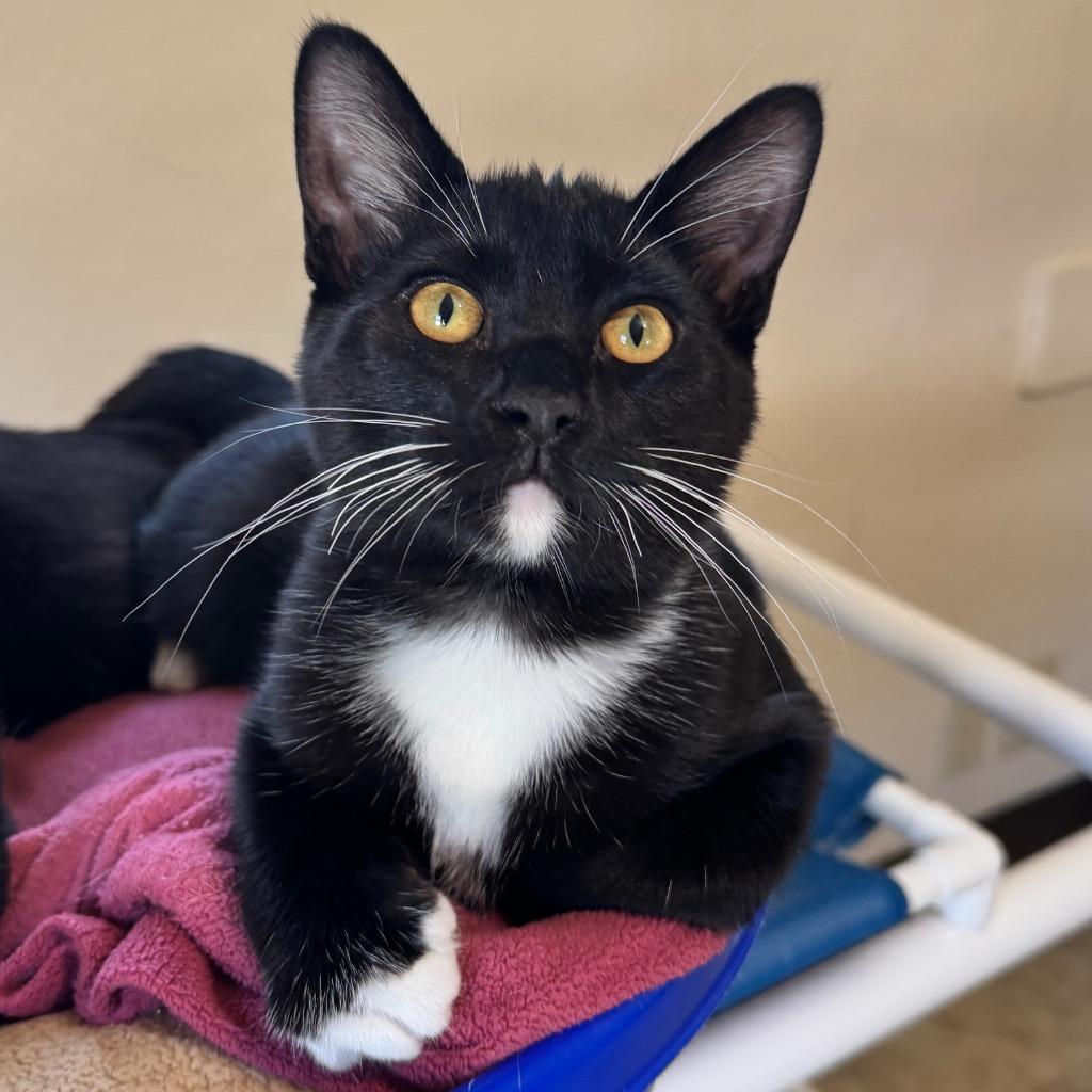 Enlarge Root Beer Float, a Adoptable mixed breed in Cambria, CA image 6/6