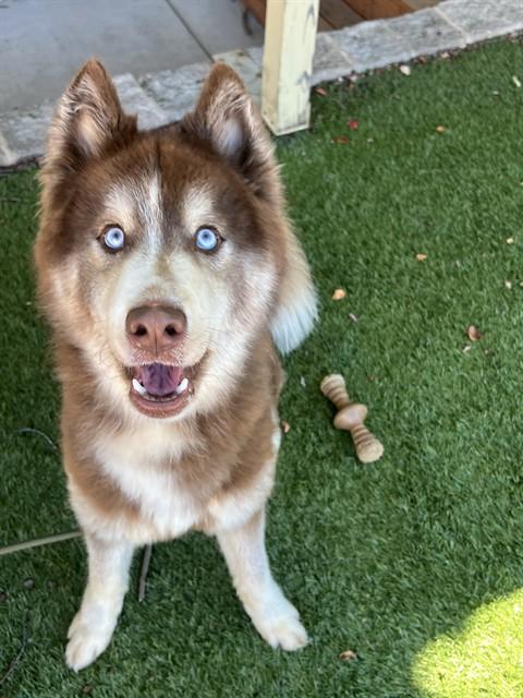 Enlarge Everett, a Adoptable Husky in Phoenix, OR image 3/6