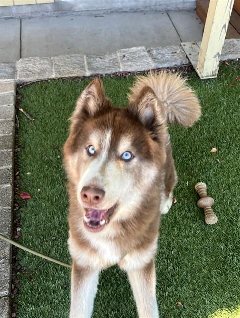 Enlarge Everett, a Adoptable Husky in Phoenix, OR image 6/6