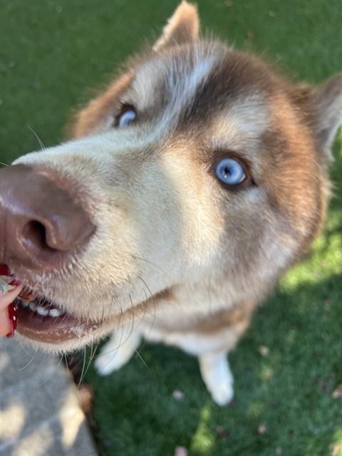 Enlarge Everett, a Adoptable Husky in Phoenix, OR image 5/6
