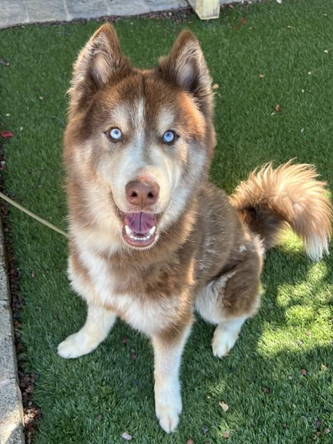 Enlarge Everett, a Adoptable Husky in Phoenix, OR image 4/6