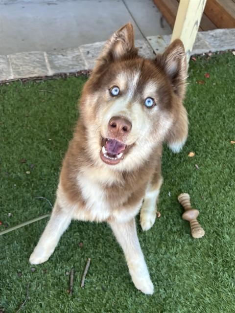 Everett, Adoptable, Young Male Husky.