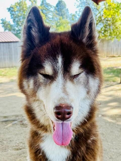 Enlarge Everett, a Adoptable Husky in Phoenix, OR image 1/6