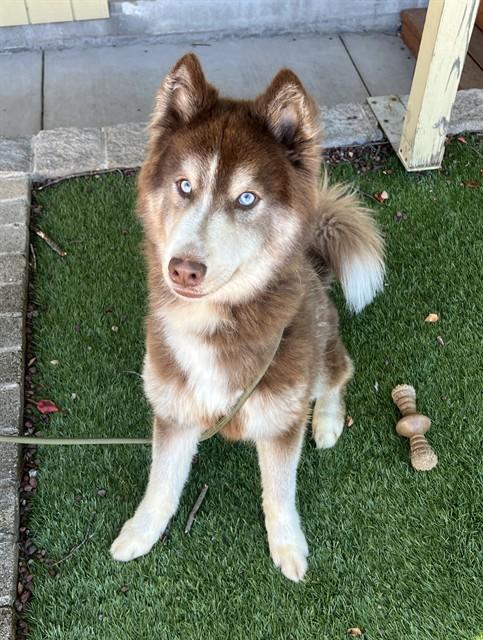 Enlarge Everett, a Adoptable Husky in Phoenix, OR image 2/6
