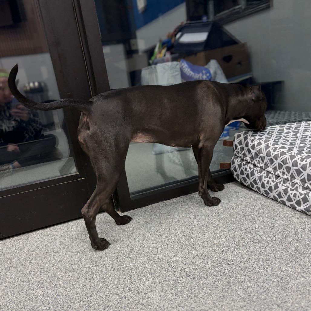 Enlarge Stella, a Adoptable mixed breed in Monticello, IA image 5/6