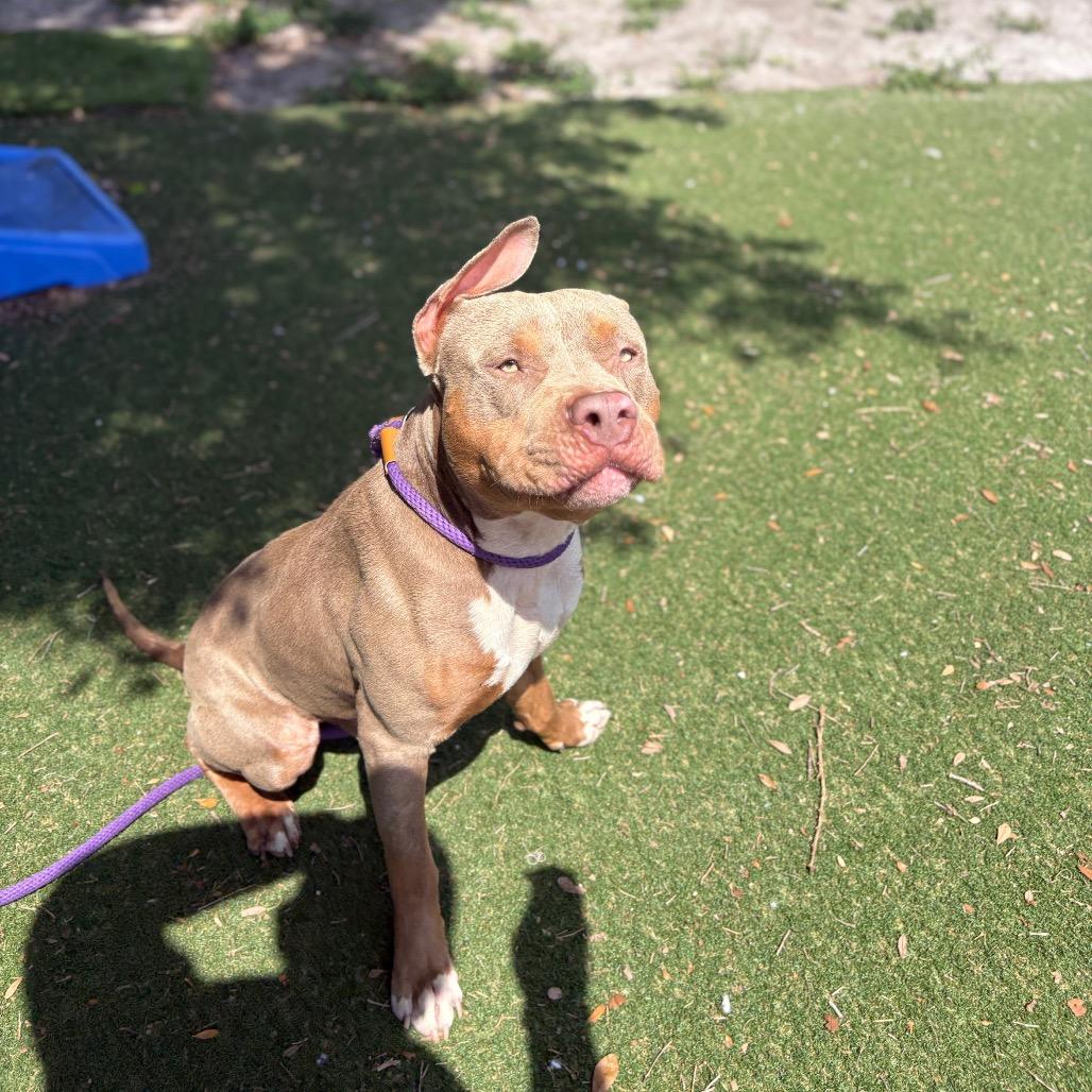 Blue, Adoptable, Adult Male Pit Bull Terrier.