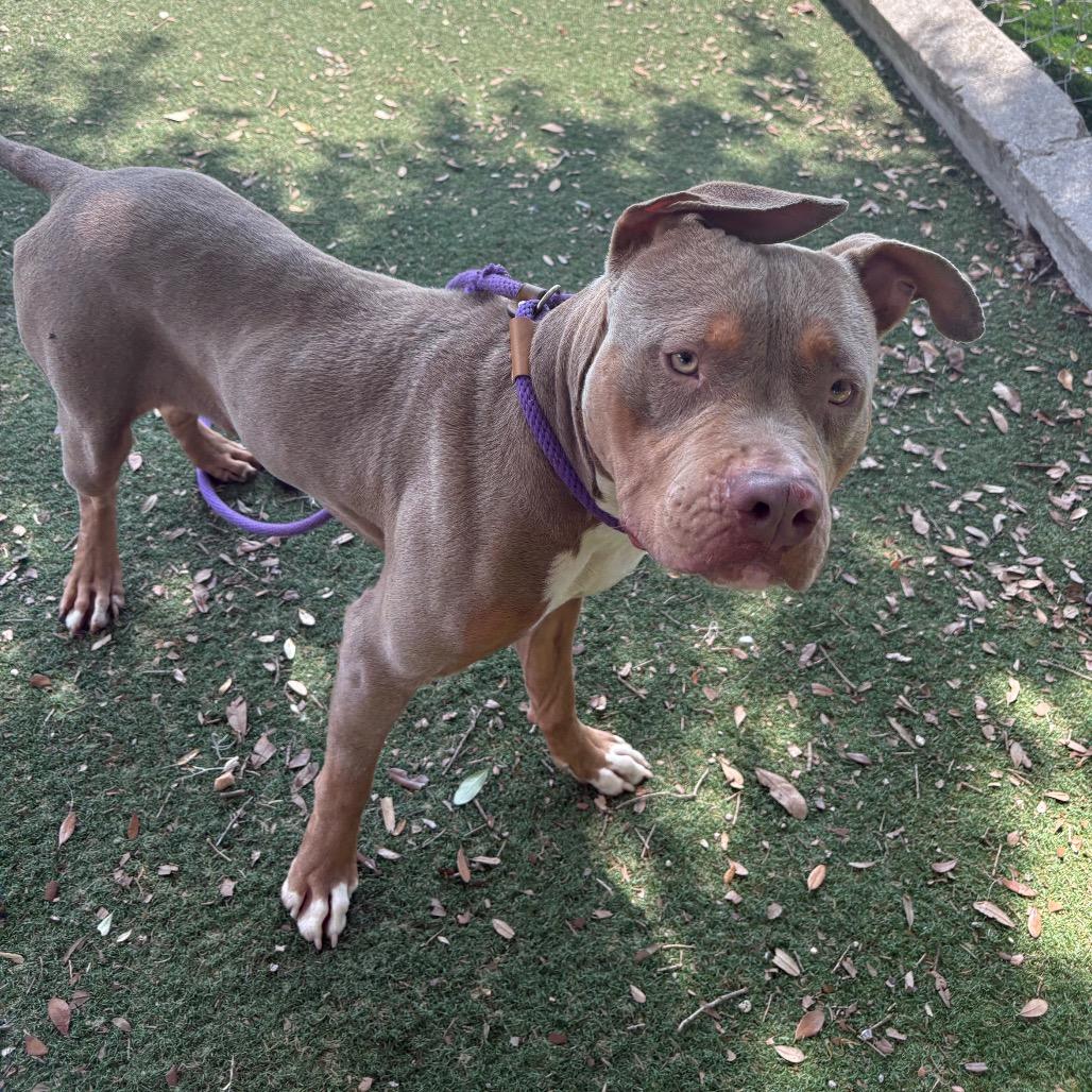 Enlarge Blue, a Adoptable Pit Bull Terrier in Port Richey, FL image 2/6
