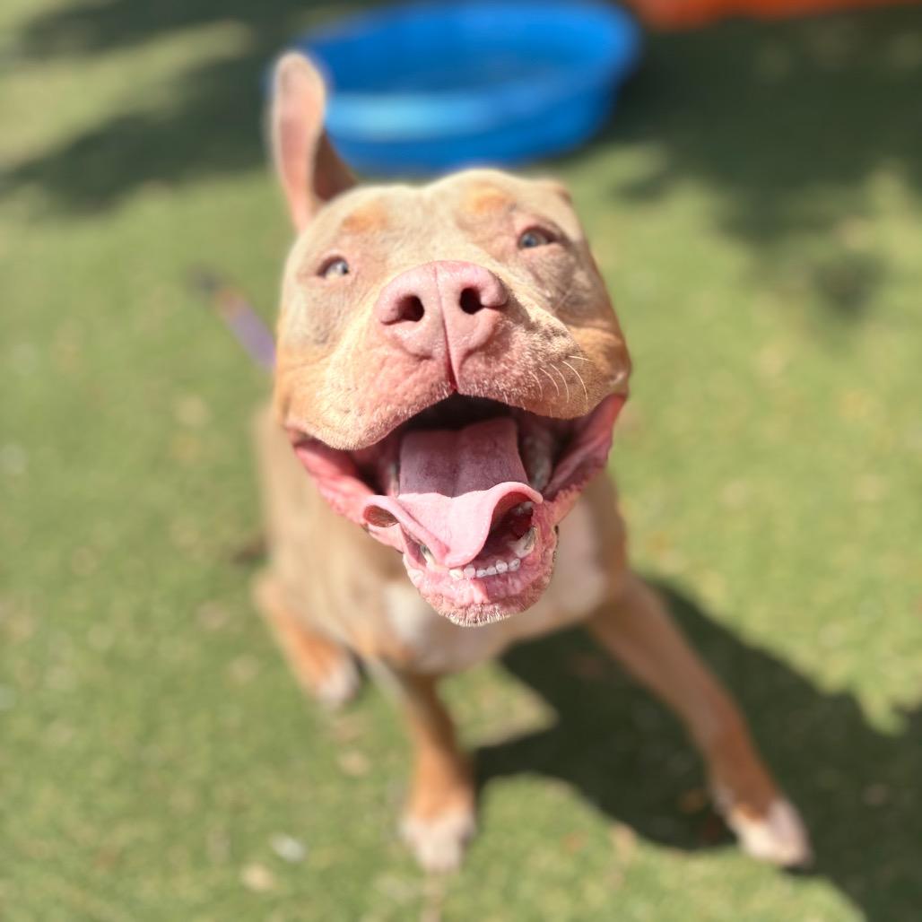 Enlarge Blue, a Adoptable Pit Bull Terrier in Port Richey, FL image 3/6