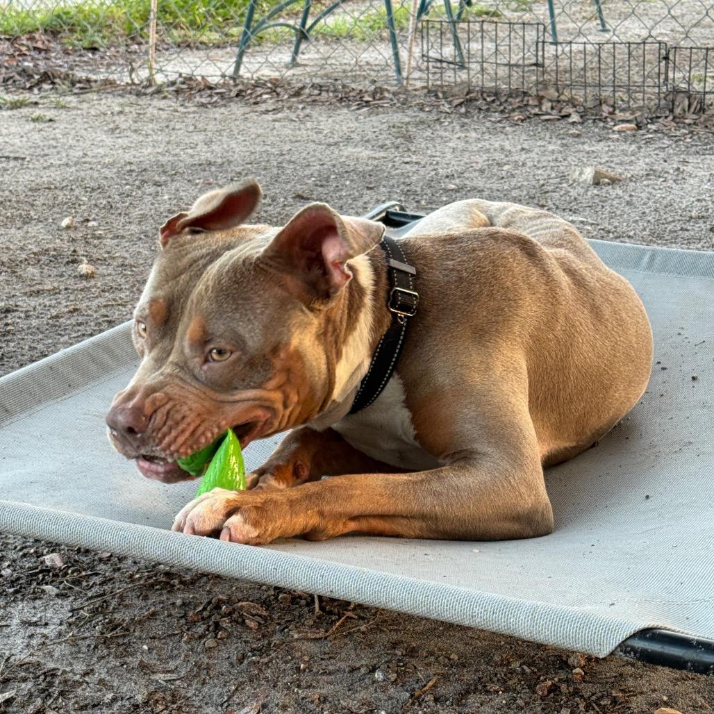 Enlarge Blue, a Adoptable Pit Bull Terrier in Port Richey, FL image 4/6