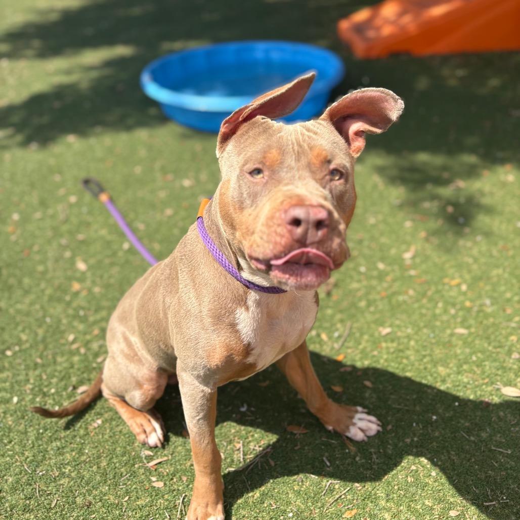 Enlarge Blue, a Adoptable Pit Bull Terrier in Port Richey, FL image 5/6