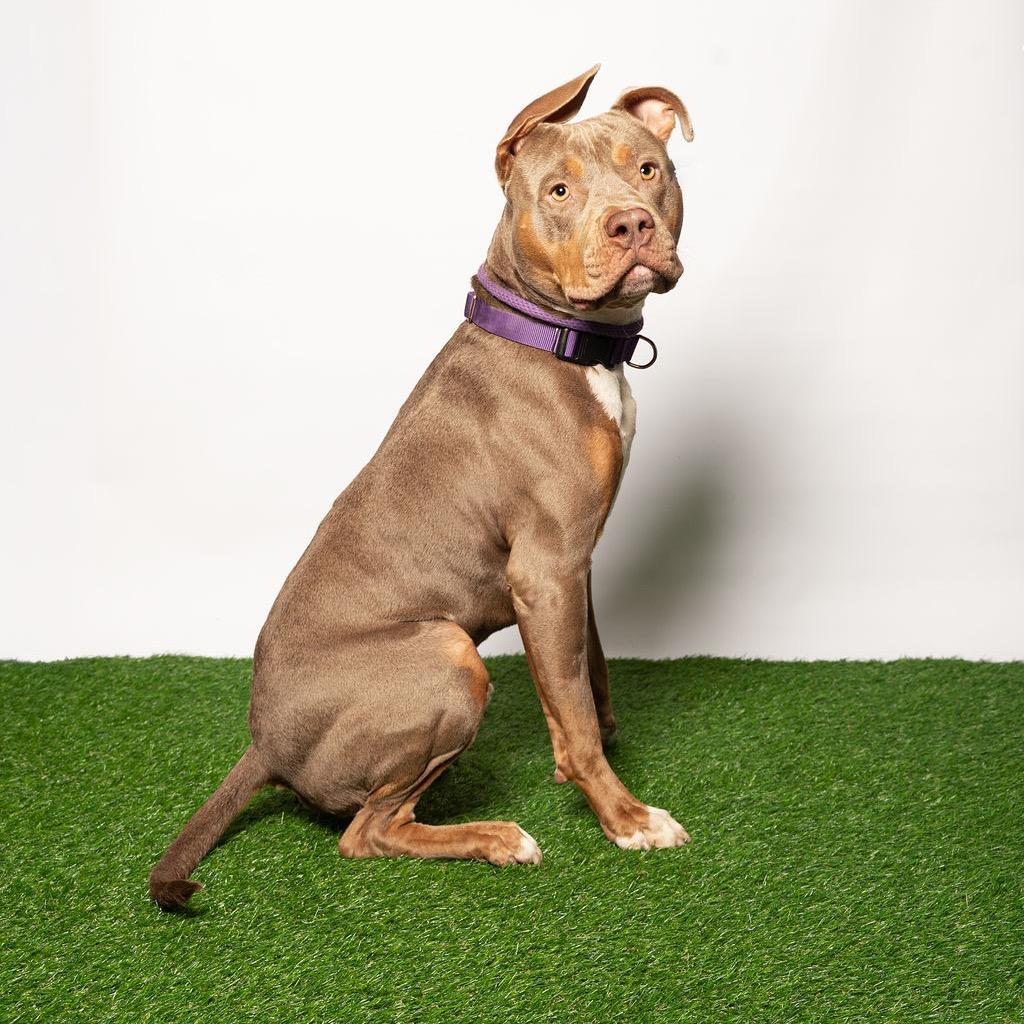 Enlarge Blue, a Adoptable Pit Bull Terrier in Port Richey, FL image 6/6