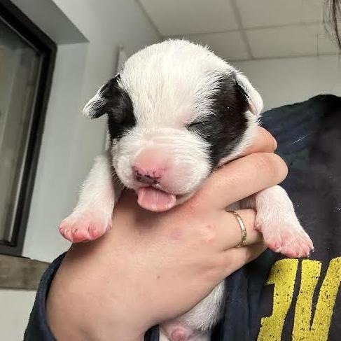 Enlarge Indy, a Adoptable Mixed Breed in Durango, CO image 1/1