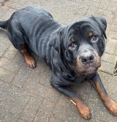 Enlarge Boaz, a ADOPTABLE Rottweiler in Redmond, WA image 6/6