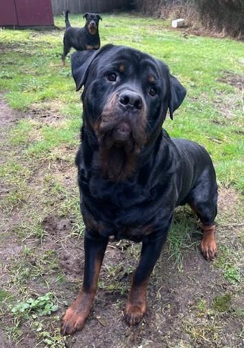 Enlarge Boaz, a ADOPTABLE Rottweiler in Redmond, WA image 5/6